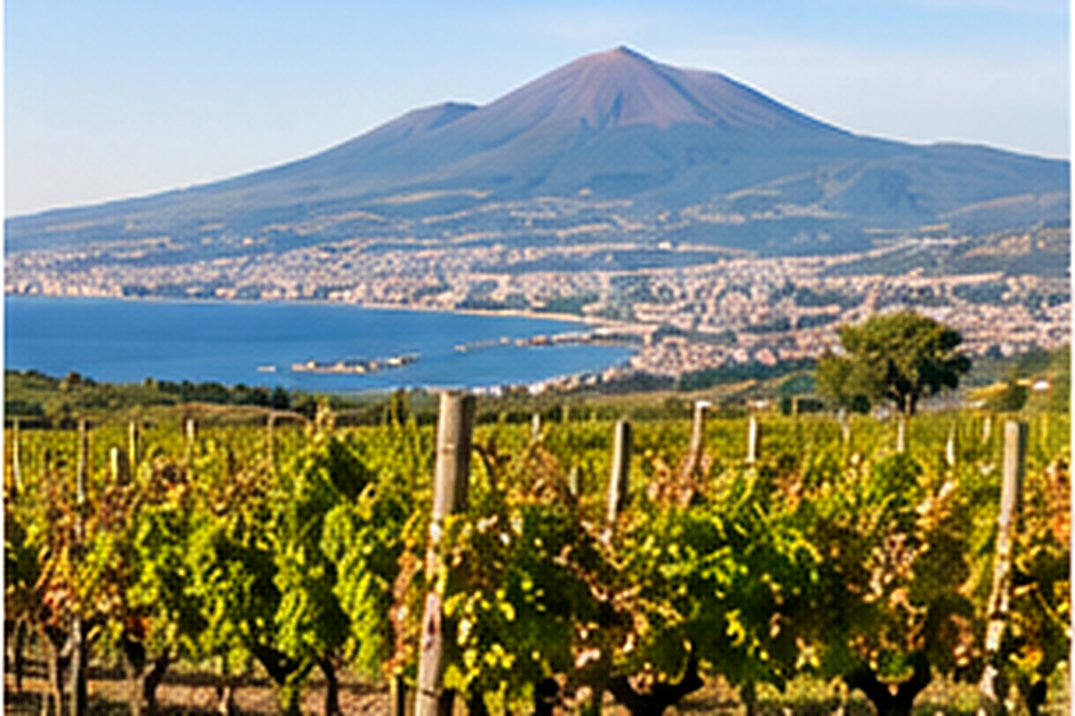 Wine region of campania