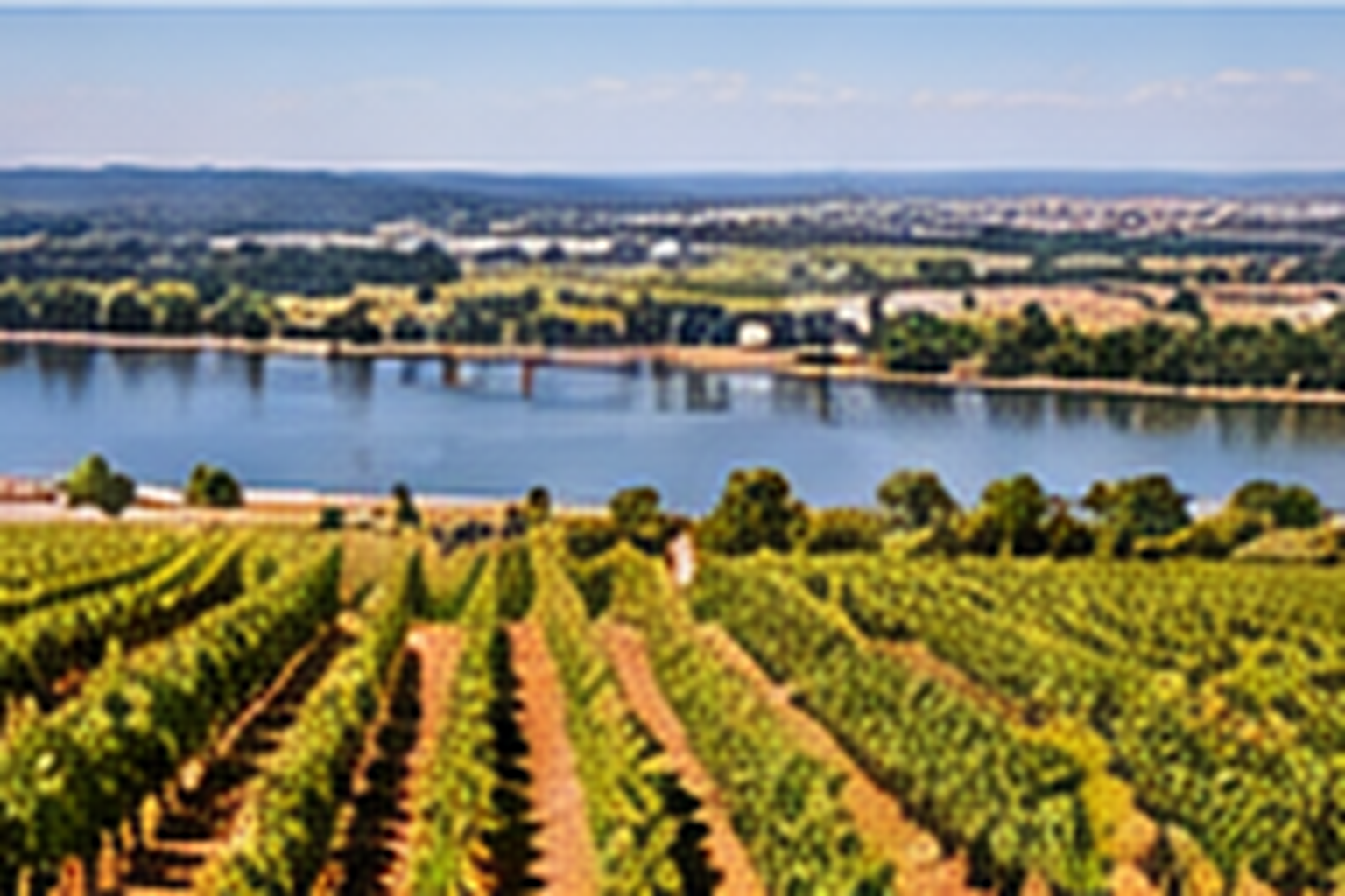 Wine region of tejo